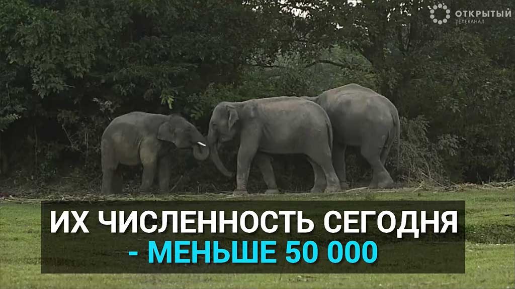 Открытый телеканал слоны