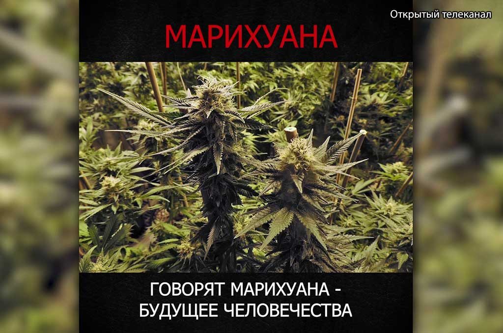Открытый телеканал марихуана