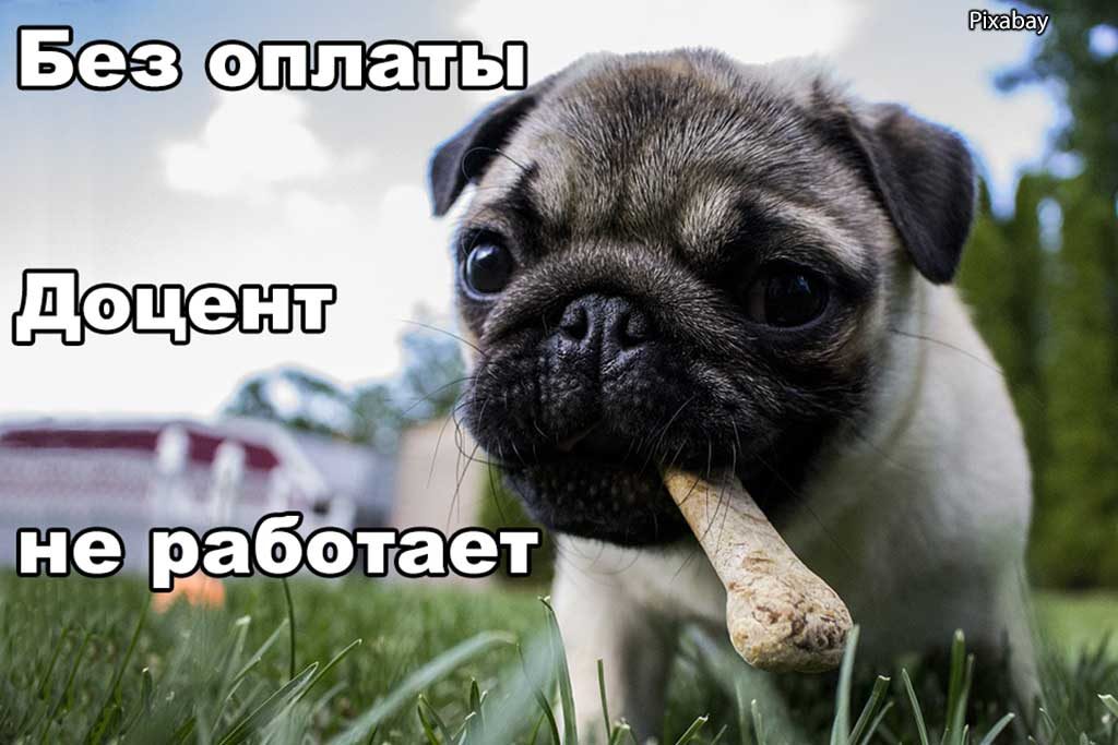 Pixabay свобода воли