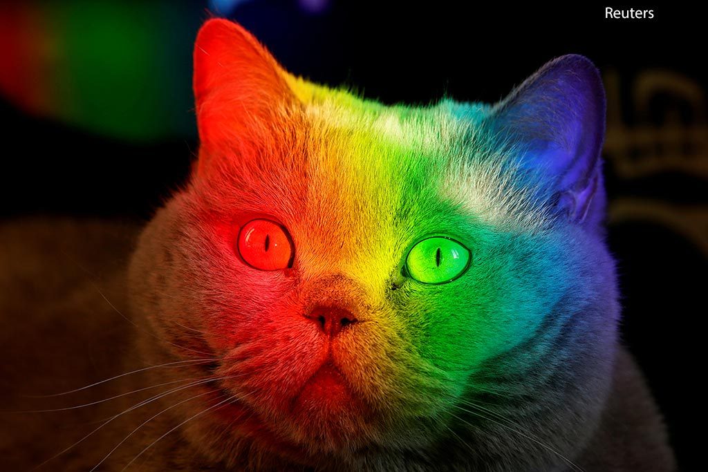 Cat1